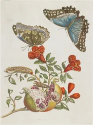 Blaue Schmetterlinge und Granatapfel, 1705-1771